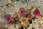 Haplosclerida