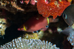 Wetmorella