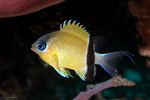 Chromis