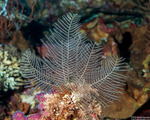 Plumularioidea