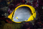 Butterflyfishes