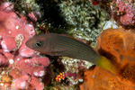 Pseudochrominae