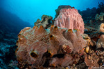 Heteroscleromorpha