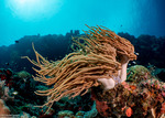 Octocorals