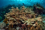 Stony Corals