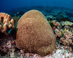 Stony Corals