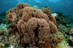 Octocorals
