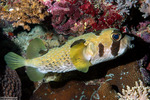 Tetraodontiformes