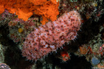 Stichopus