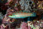 Wrasses
