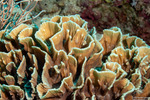 Stony Corals