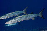 Carangaria