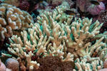 Poritidae