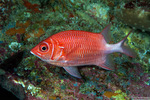 Holocentridae