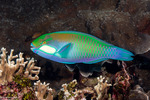 Chlorurus