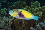 Chlorurus