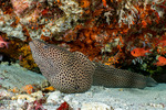 Anguilliformes