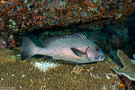 Haemulidae