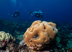 Stony Corals