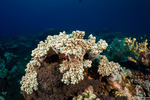 Octocorals