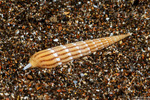 Neogastropoda