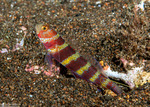 Gobiiformes