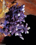 Stylasteridae