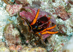 Calcinus