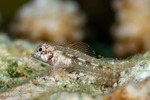 Blenniiformes