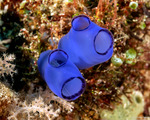 Diazonidae