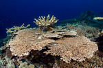 Stony Corals