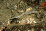 Syngnathiformes