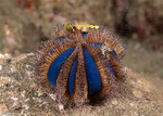 Mespilia