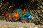 Callionymidae