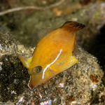 Filefishes