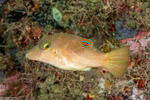 Tetraodontiformes