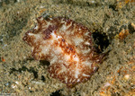 Discodorididae
