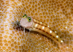 Salariinae