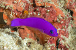 Pictichromis