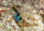 Blenniiformes