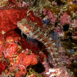 Salariinae