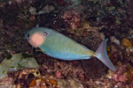 Naso