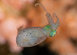 Coleoidea