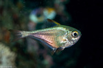 Acropomatiformes
