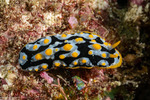 Phyllidia