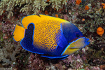 Angelfishes