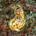 Stolidobranchia