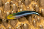 Pseudochrominae