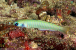 Perciformes