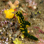 Notodoris